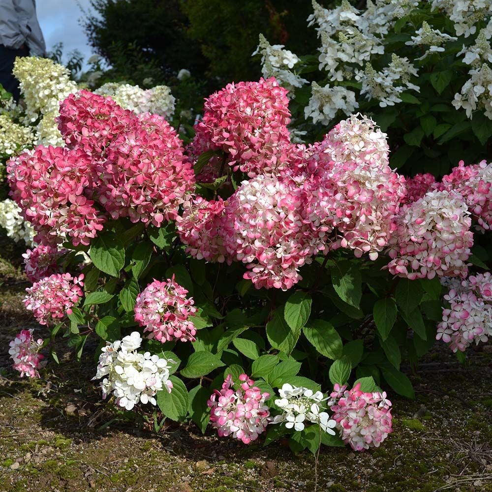 Фото Пинк Даймонд в Омске Matilda Flowers