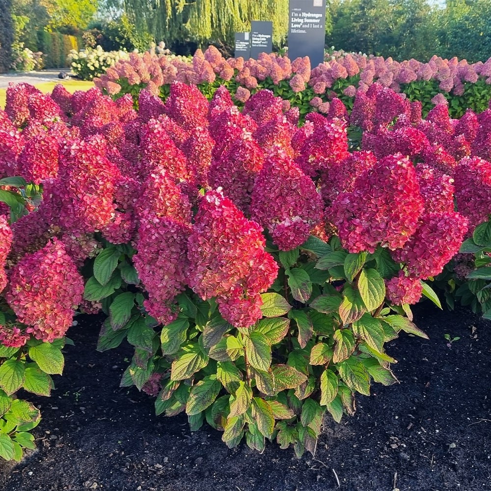 Фото Колорфул коктейль в Омске Matilda Flowers