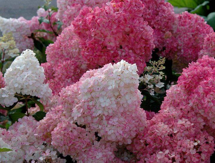 Фото Сандэй Фрайз в Омске Matilda Flowers