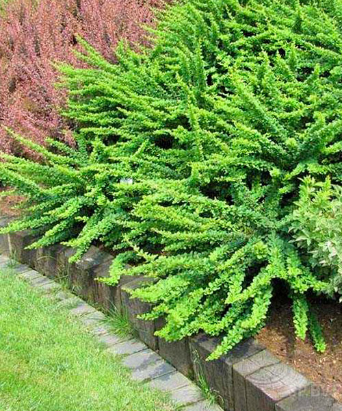 Фото тунберга "Грин орнамент" в Омске Matilda Flowers