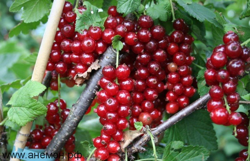 Фото Красная "Уральская красавица" в Омске Matilda Flowers