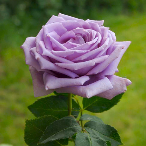 Фото Мами Блю в Омске Matilda Flowers