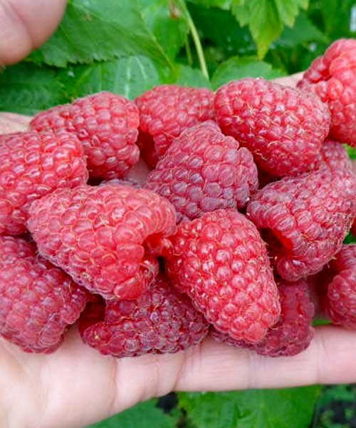 Фото Каскад делайт в Омске Matilda Flowers