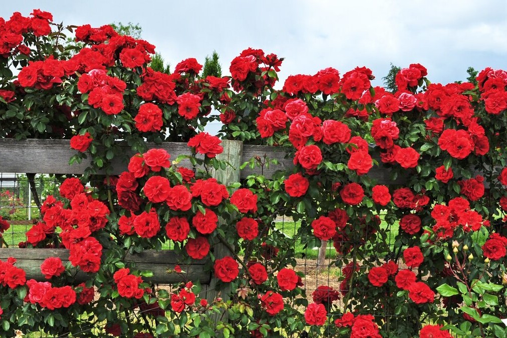 Фото Флорентина в Омске Matilda Flowers
