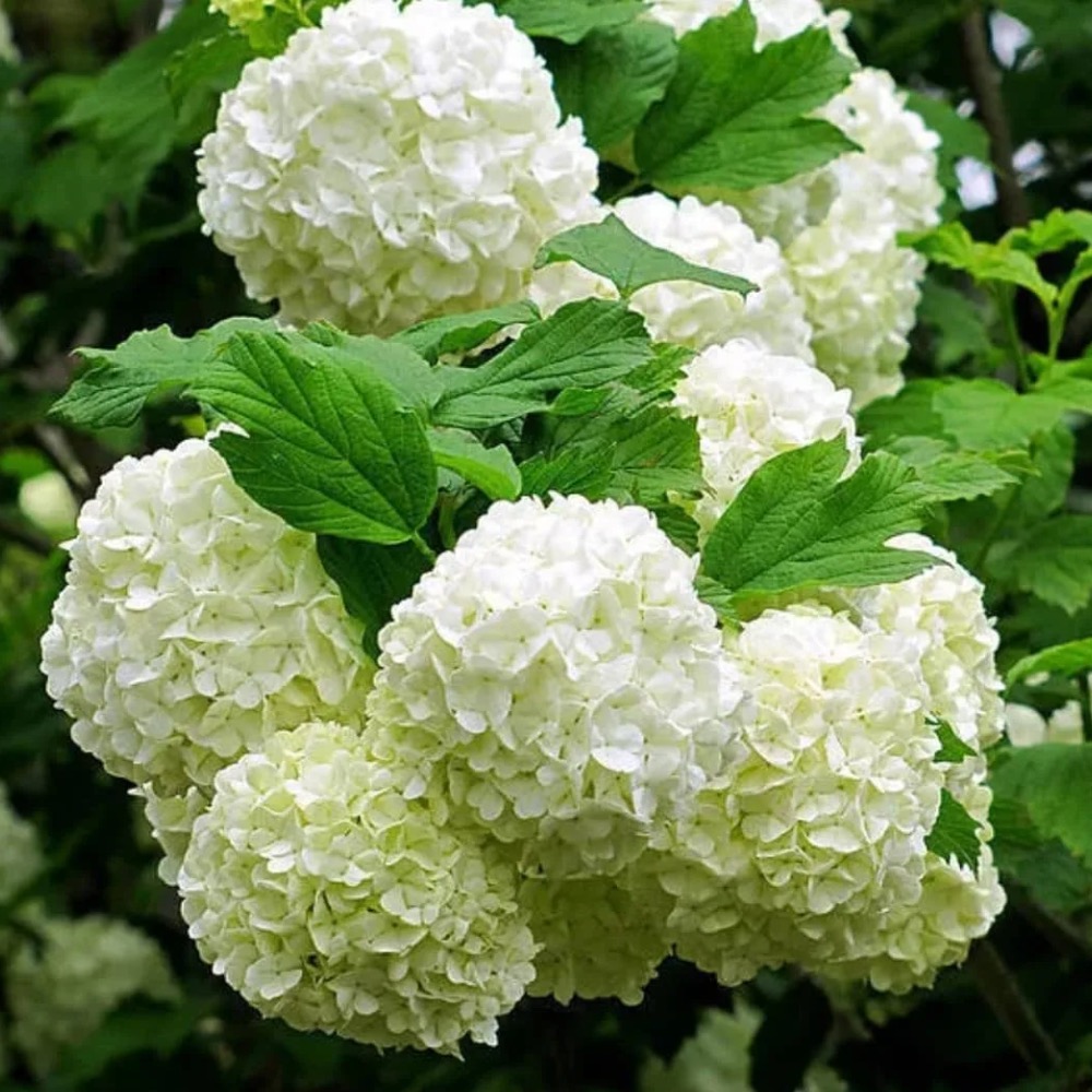 Фото Калина "Бульденеж" в Омске Matilda Flowers