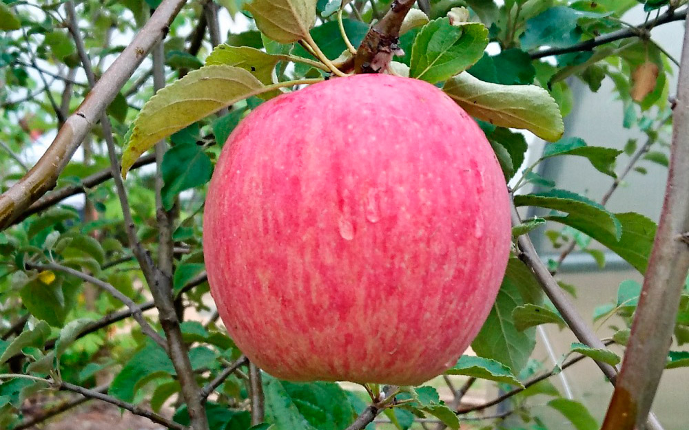 Фото Россошанское полосатое в Омске Matilda Flowers