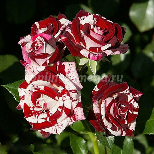 Фото Флеш Найт в Омске Matilda Flowers