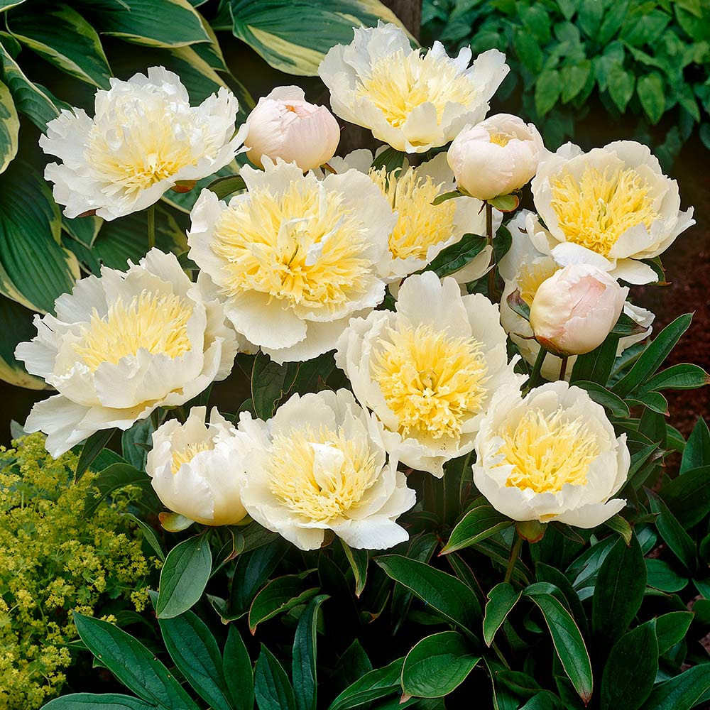 Фото Ханни Голд в Омске Matilda Flowers