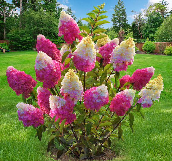 Фото Фрайз Мольба (горшок 5л) в Омске Matilda Flowers