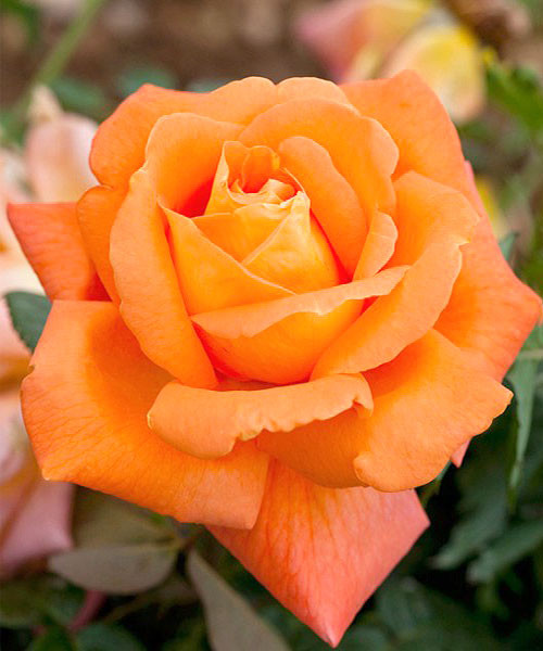 Фото Луи де Фюнес в Омске Matilda Flowers