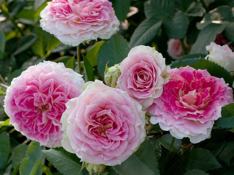 Фото Саженец плетистой розы Цезарь в Омске Matilda Flowers