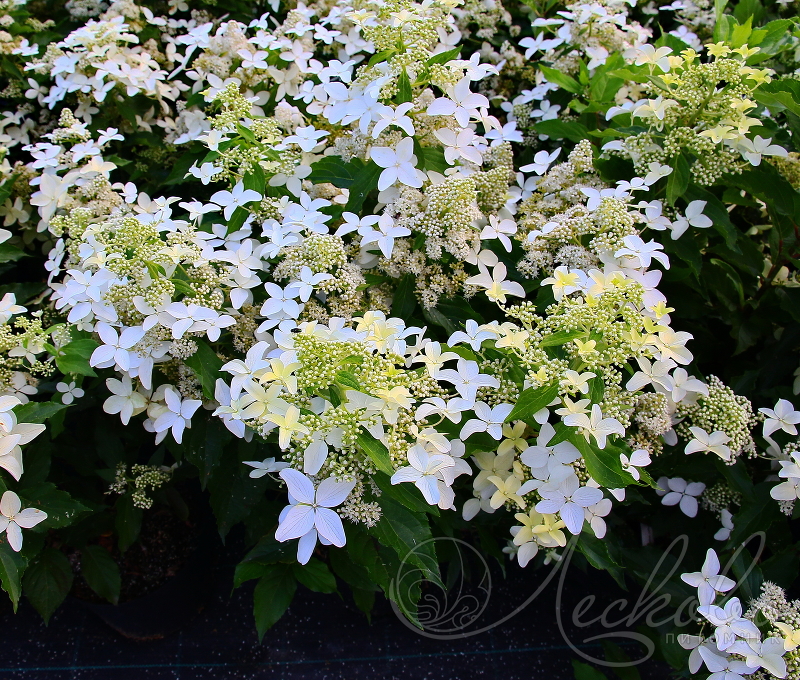 Фото Меджикал Старлайт (горшок 5л) в Омске Matilda Flowers