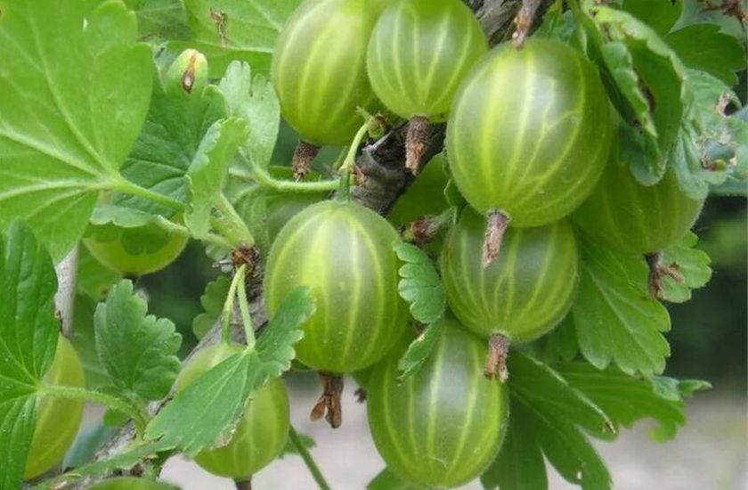 Фото Челябинский зеленый в Омске Matilda Flowers