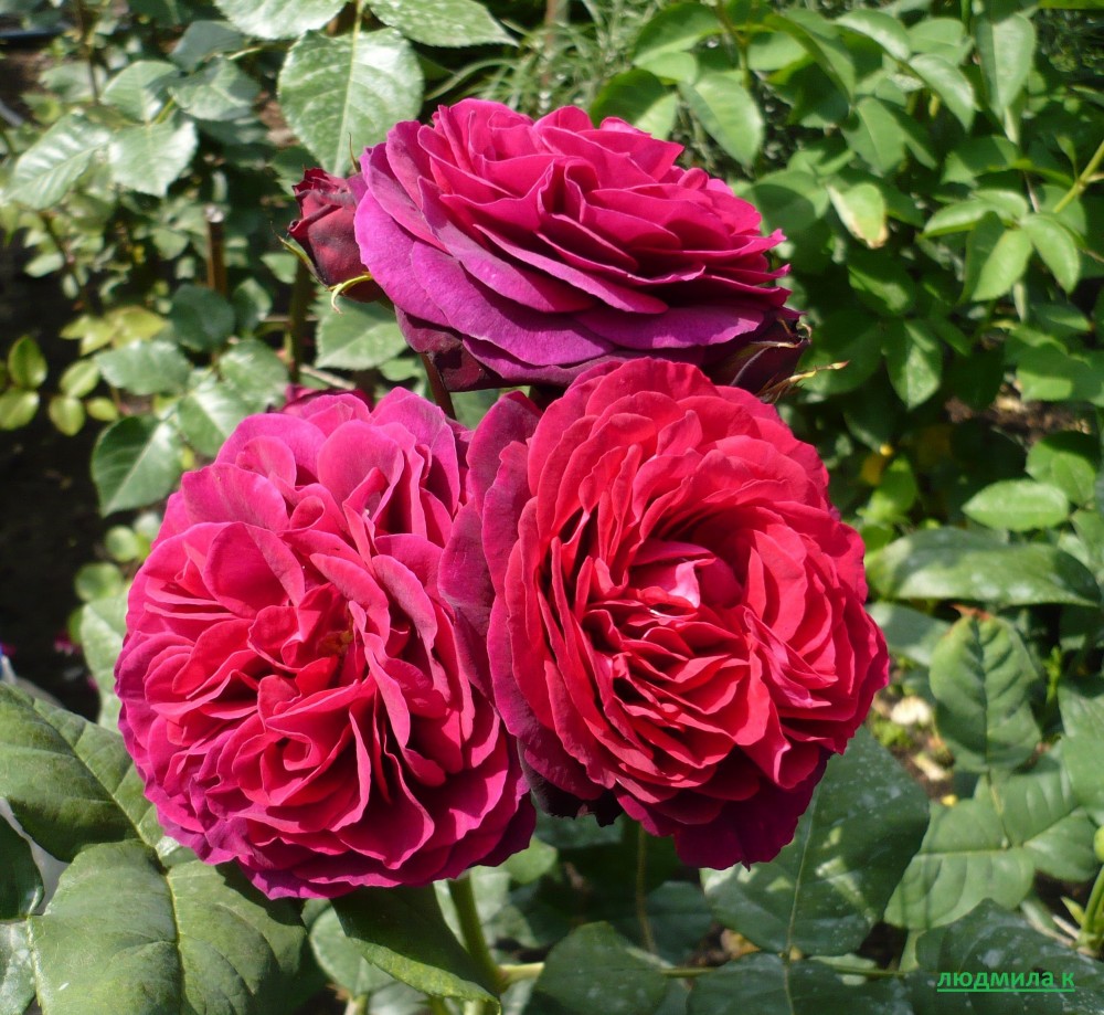 Фото Саженец парковой розы Астрид Графин фон Харденберг в Омске Matilda Flowers