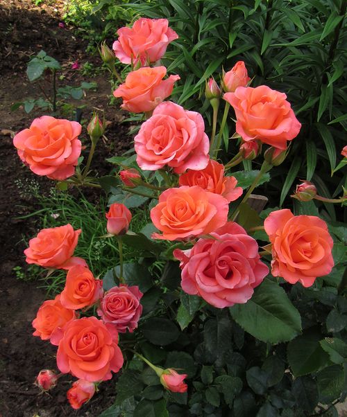 Фото Саженец чайно-гибридной розы Вау в Омске Matilda Flowers