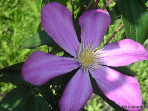 Фото Юность в Омске Matilda Flowers