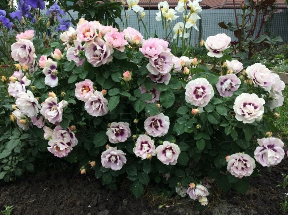 Фото Айс фо ю в Омске Matilda Flowers