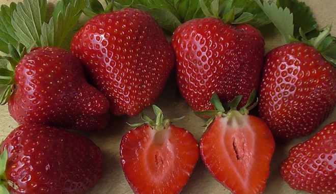 Фото Надия в Омске Matilda Flowers