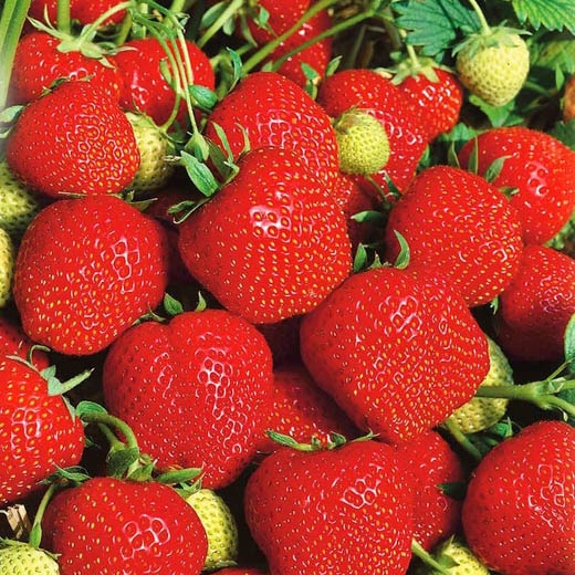 Фото Эльсанта в Омске Matilda Flowers