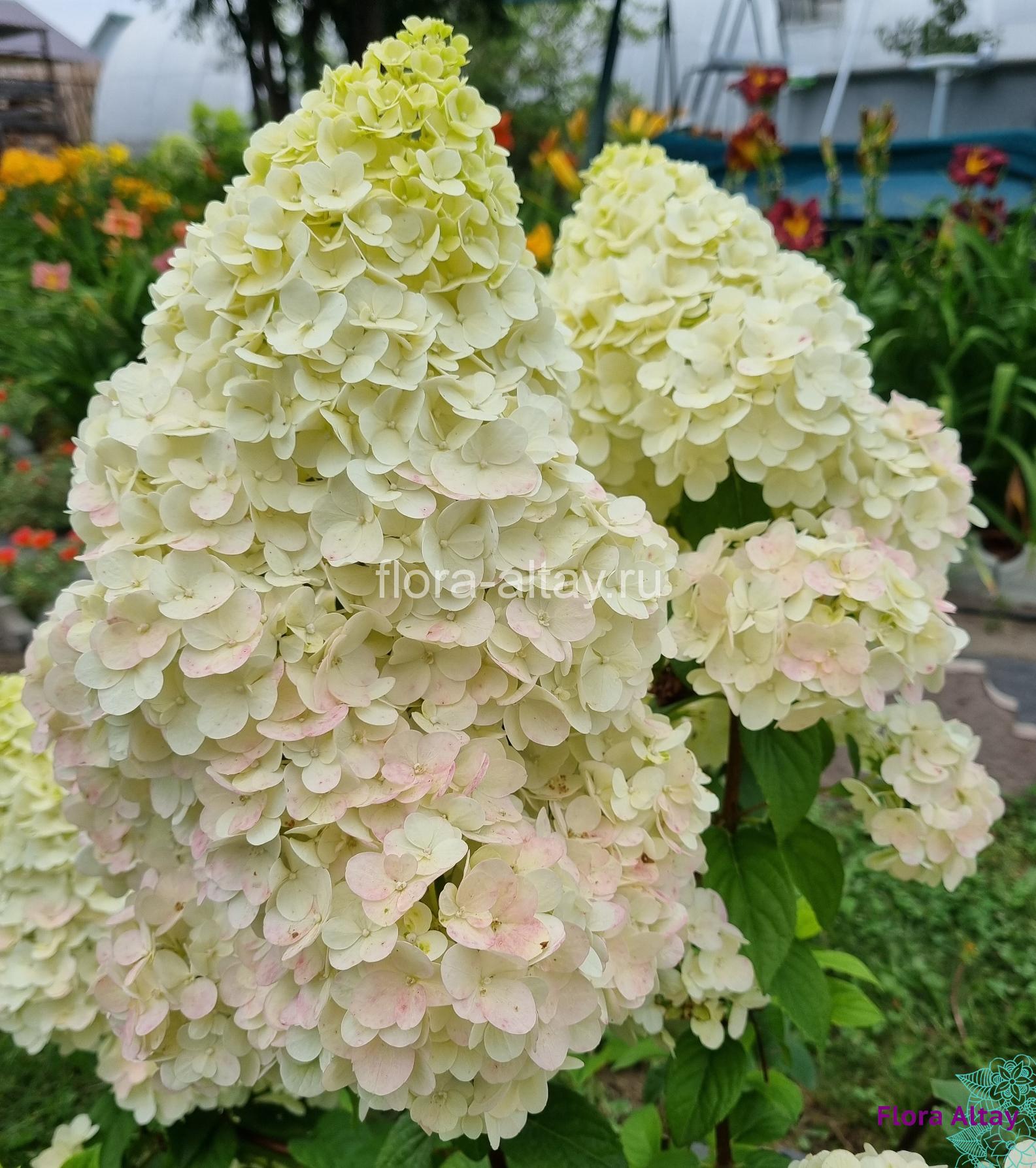 Фото Диамантино РЕН101 в Омске Matilda Flowers