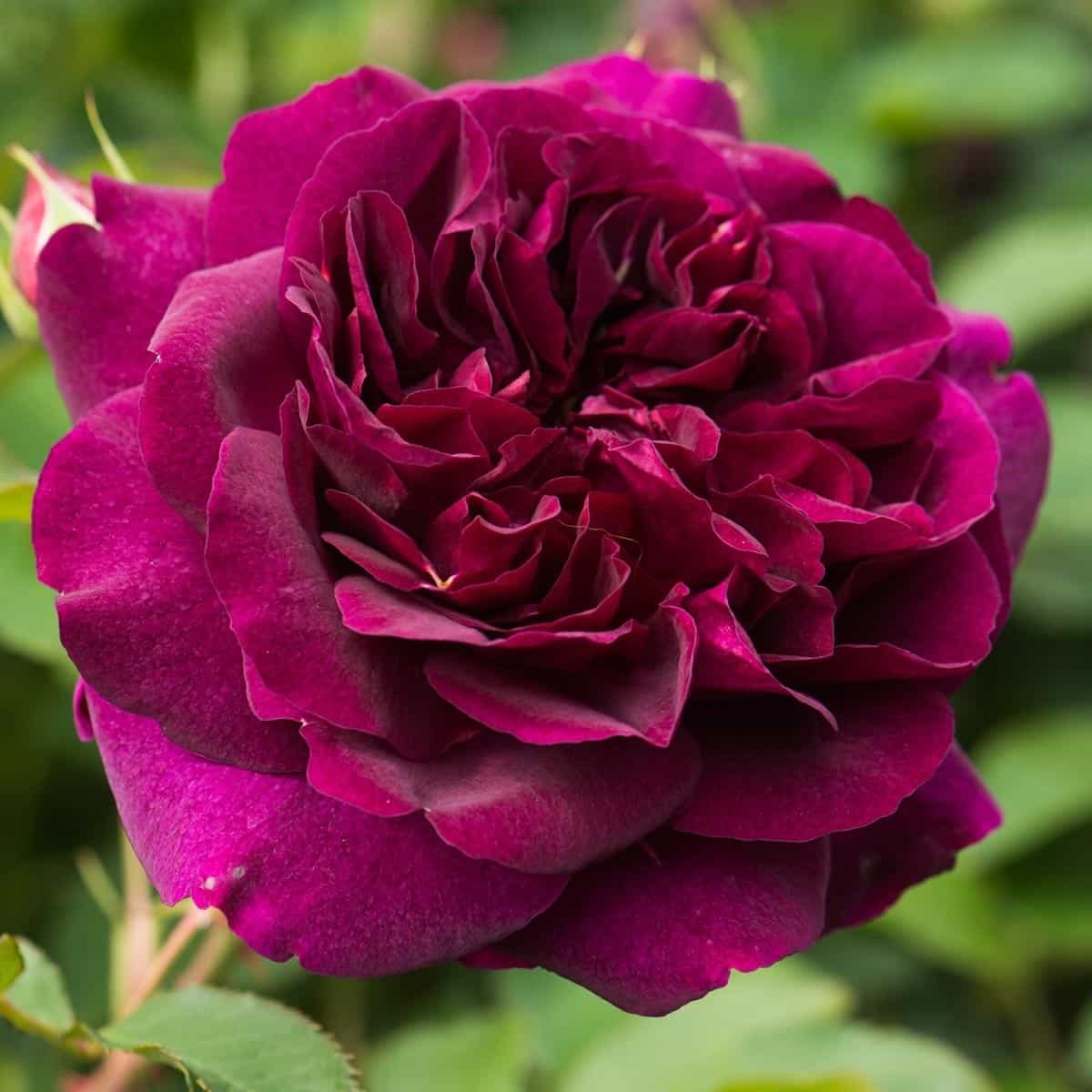 Фото Саженец парковой розы Дарси Басселл в Омске Matilda Flowers