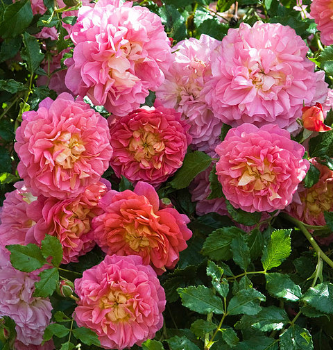Фото Саженец парковой розы Кристофер Мерлоу в Омске Matilda Flowers