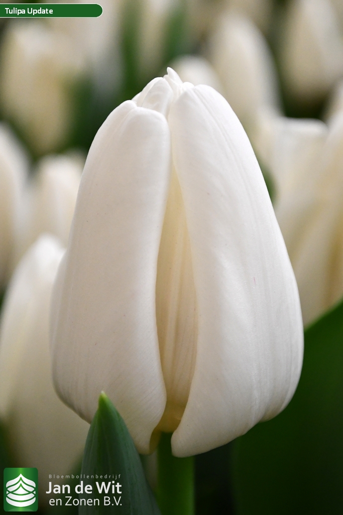 Фото Апдейт в Омске Matilda Flowers