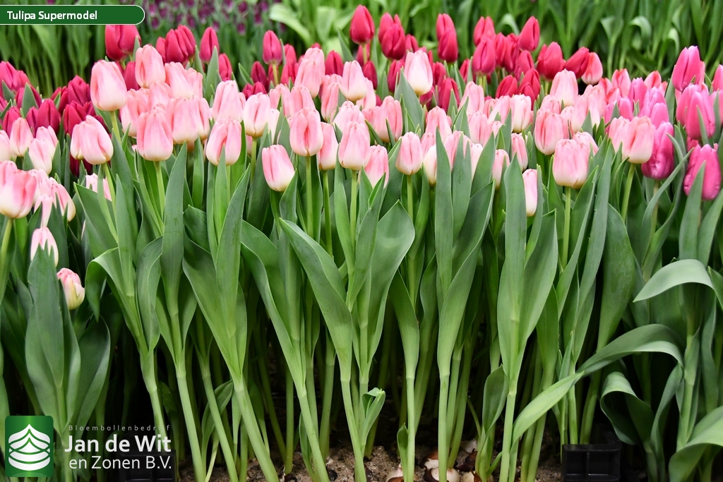 Фото Супермодель в Омске Matilda Flowers