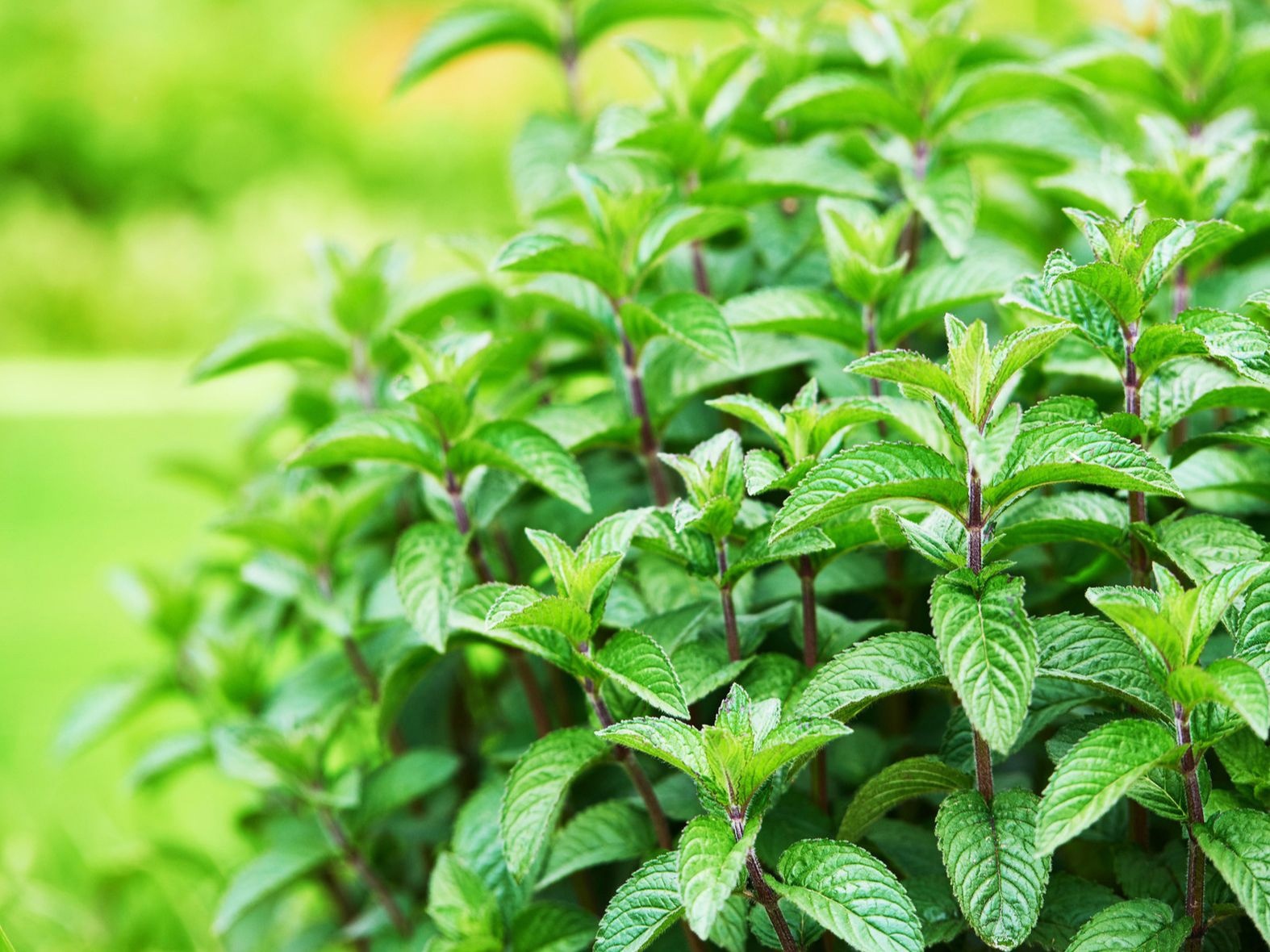 Фото Мята перечная в Омске Matilda Flowers