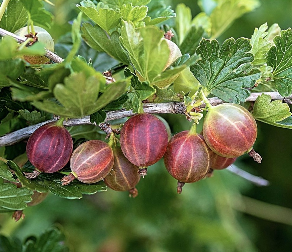 Фото Розовый в Омске Matilda Flowers