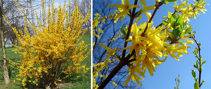Фото Мелисса в Омске Matilda Flowers
