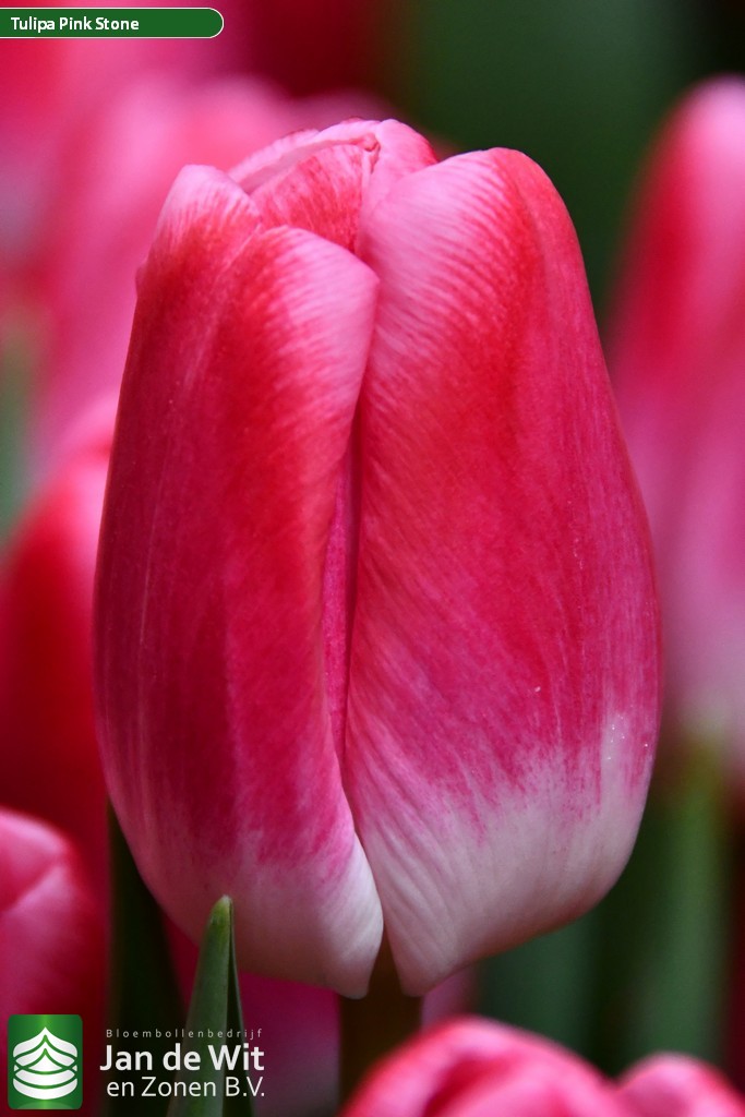 Фото Пинк Стоун в Омске Matilda Flowers