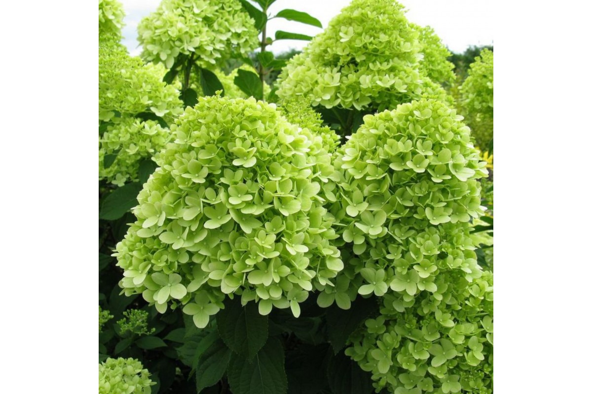 Фото Мохито (горшок 5л) в Омске Matilda Flowers