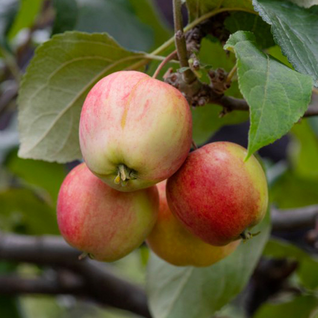 Фото Неженка в Омске Matilda Flowers