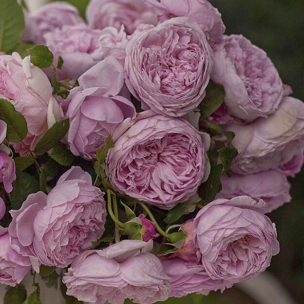 Фото Спирит оф Фридом в Омске Matilda Flowers