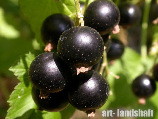 Фото Черная "Сибилла" в Омске Matilda Flowers