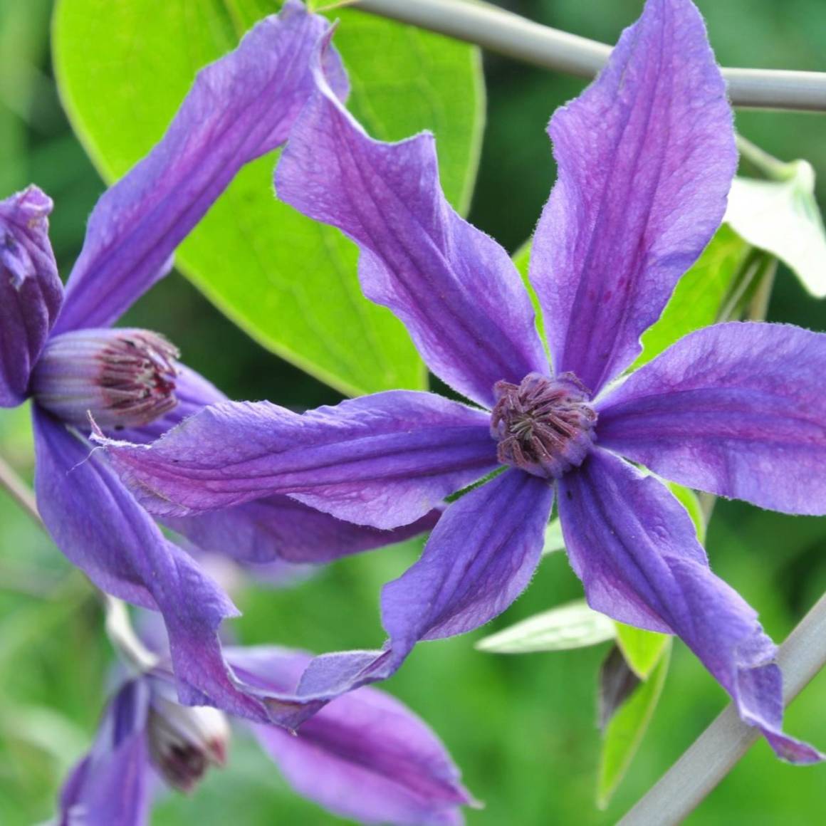 Фото Сизая птица в Омске Matilda Flowers