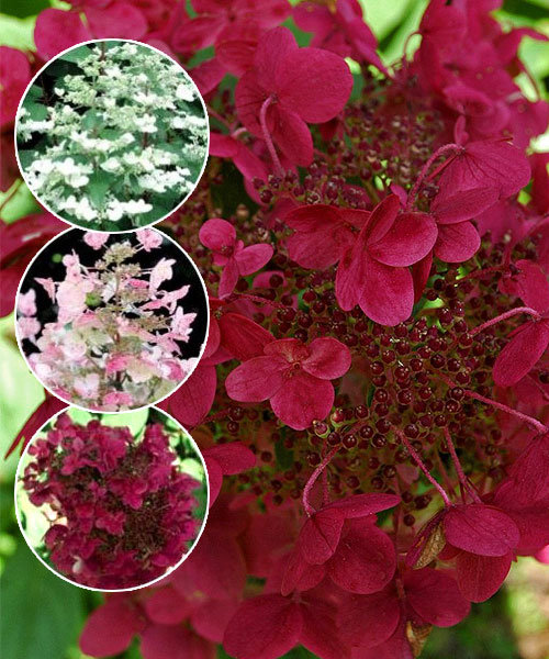 Фото Вимс Рэд (горшок 5л) в Омске Matilda Flowers