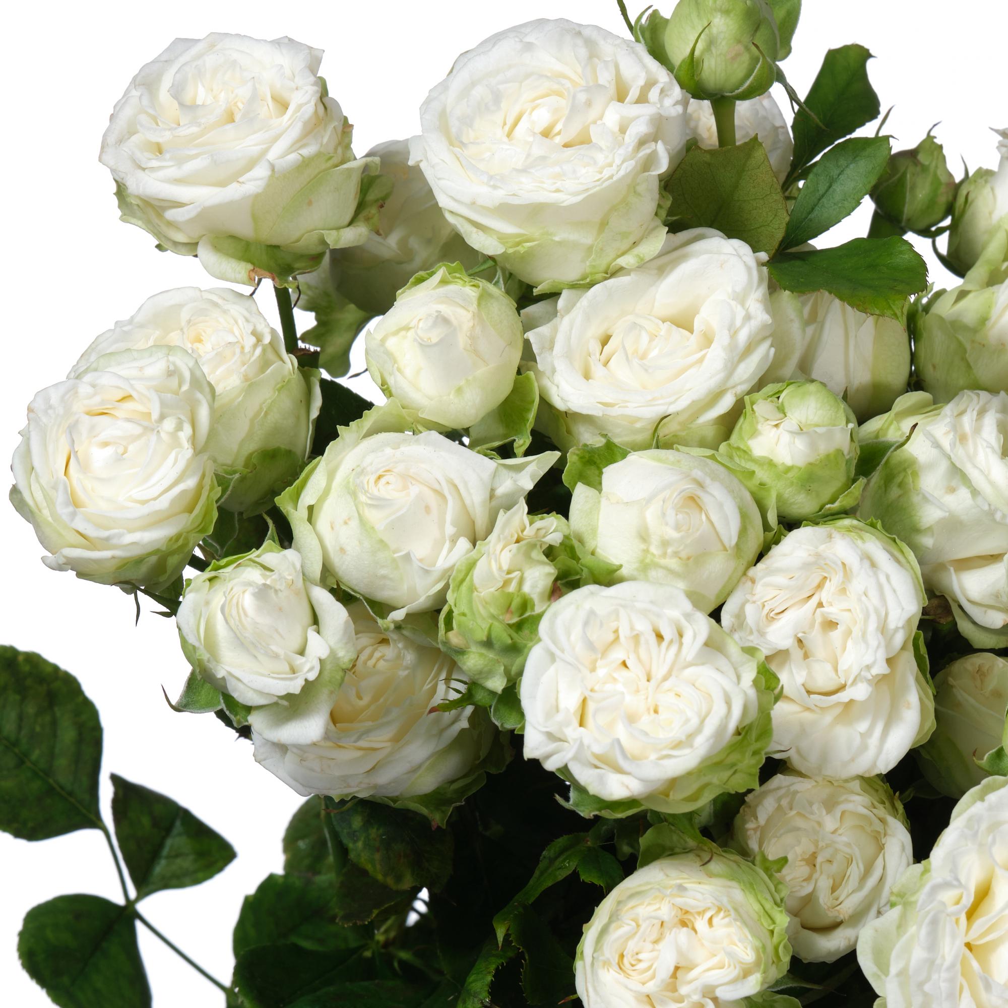 Фото Мисс Бомбастик в Омске Matilda Flowers