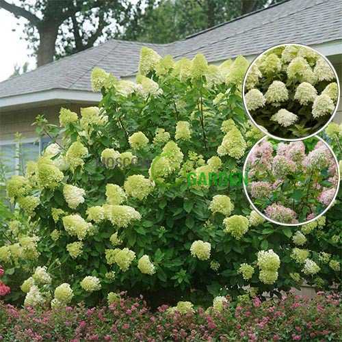 Фото Лайм лайт (горшок 5л) в Омске Matilda Flowers