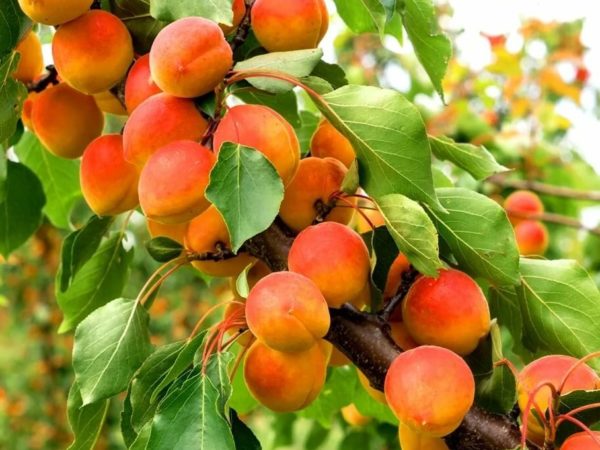 Фото Саянский в Омске Matilda Flowers