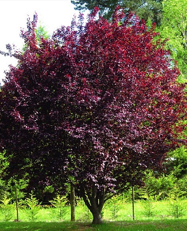 Фото Красный шатер в Омске Matilda Flowers