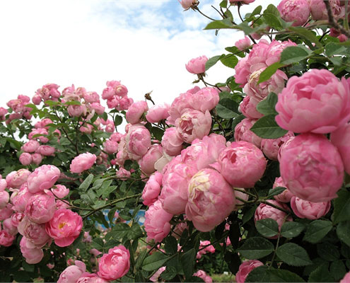 Фото Саженец плетистой розы Раубриттен в Омске Matilda Flowers