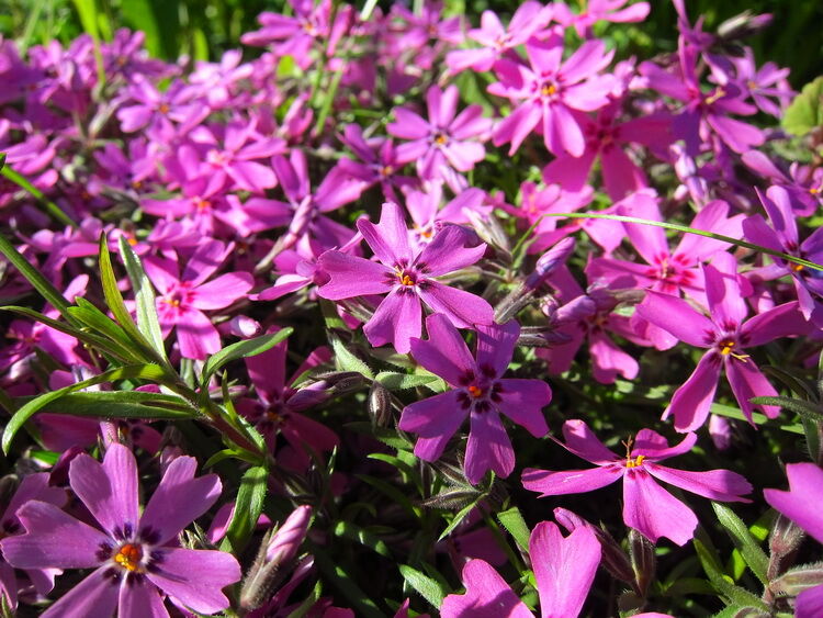 Фото Моерхейм в Омске Matilda Flowers