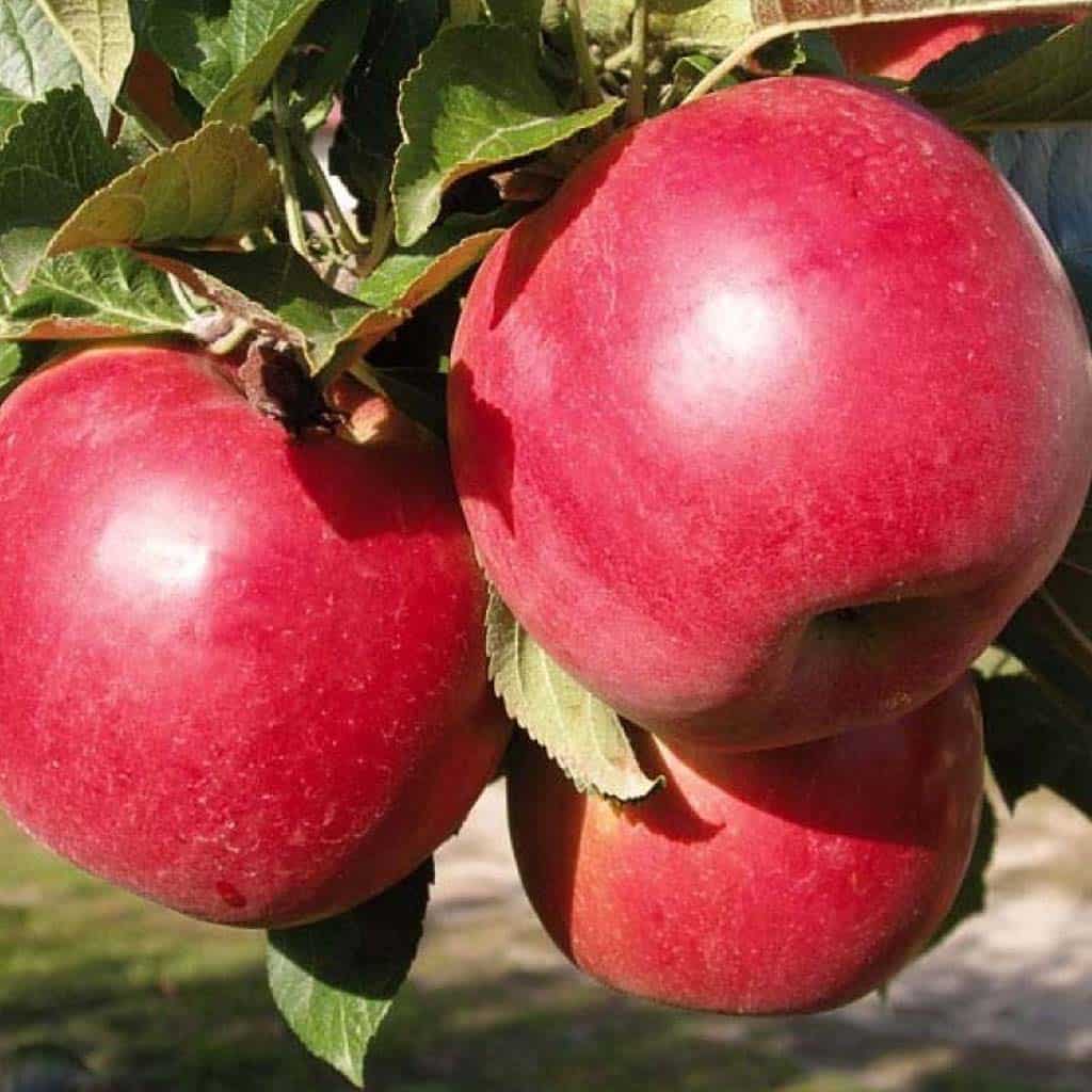 Фото Вергинское розовое в Омске Matilda Flowers