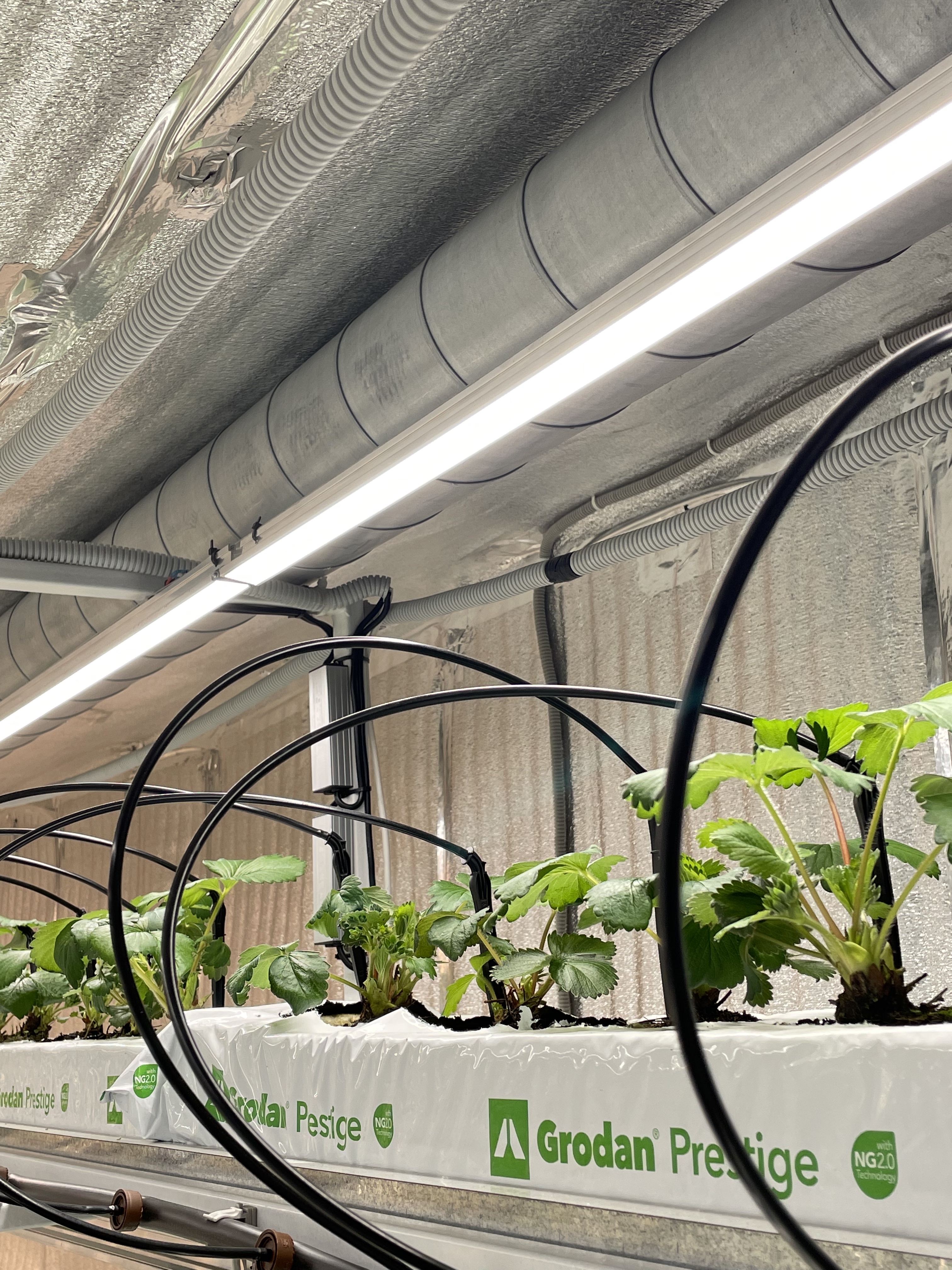 Фото LED-лампа для полноценного плодоношения в Омске Matilda Flowers
