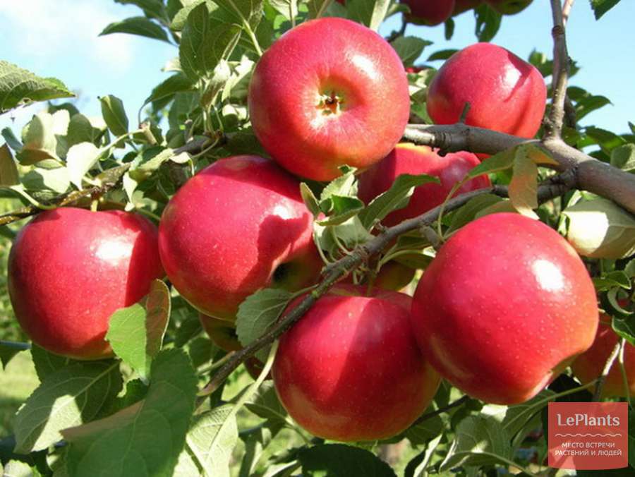 Фото Услада в Омске Matilda Flowers