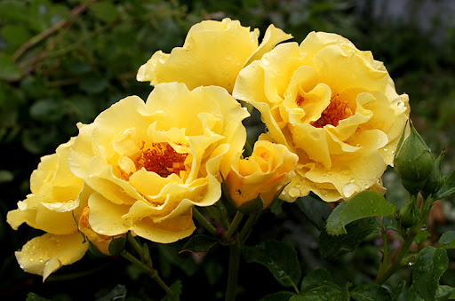 Фото Голден Гейт в Омске Matilda Flowers