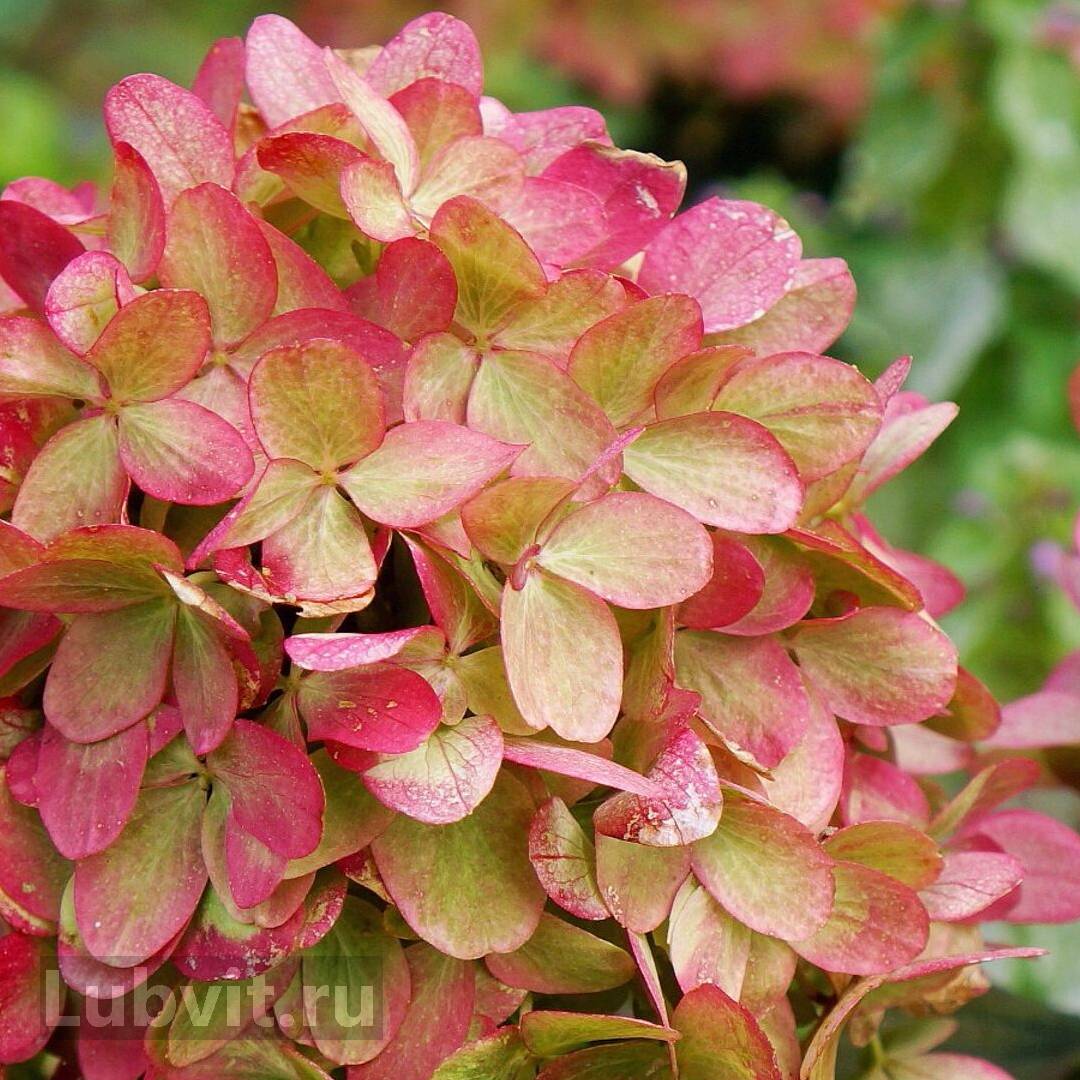 Фото Граффити (горшок мал. P9) в Омске Matilda Flowers