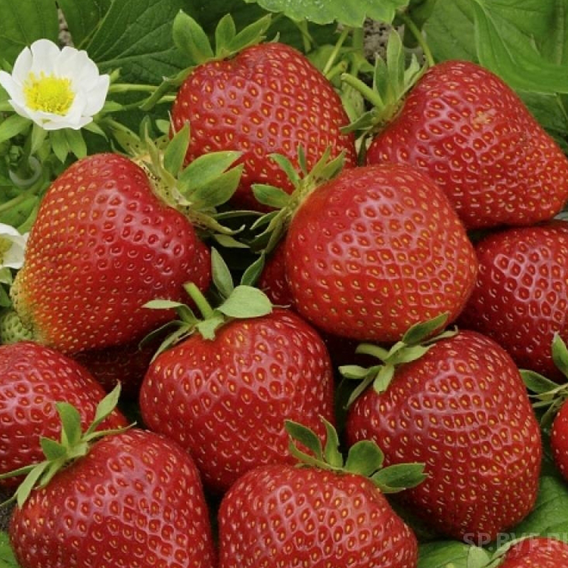 Фото Фестивальная ромашка  в Омске Matilda Flowers